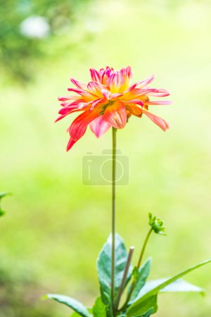 Foto de Primer plano de la flor roja de Dhalia, Tailandia. - Imagen libre de derechos