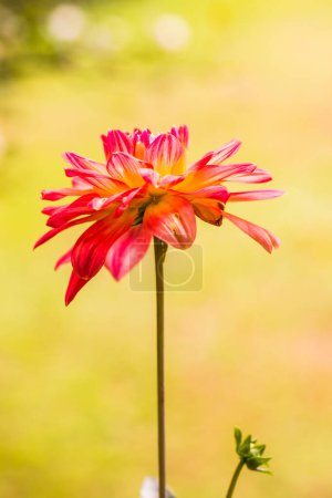 Foto de Primer plano de la flor de Dhalia naranja Tailandia. - Imagen libre de derechos
