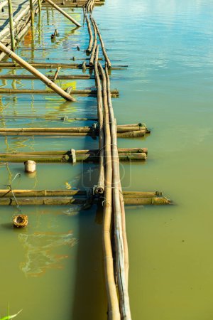Support of bamboo bridge in Kwan Phayao lake, Phayao province.