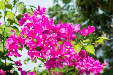 Bougainvillea Blumen im Garten, Thailand