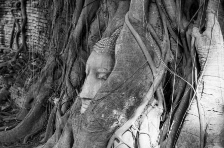 Tête de bouddha à la racine dans la province d'Ayuthaya, Thaïlande