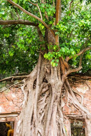 Gran árbol de Banyan en la antigua pared en el templo de Sang Kratai, Tailandia.