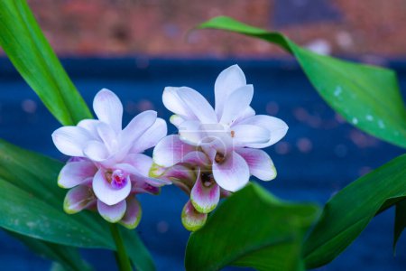 Téléchargez les photos : Curcuma Alismatifolia fleur avec fond naturel, Thaïlande. - en image libre de droit