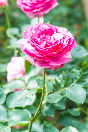 Yves Piaget Rose or Pink Rose in Garden, Thailand.