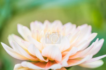 Foto de Primer plano de la flor rosa de Dhalia, Tailandia. - Imagen libre de derechos