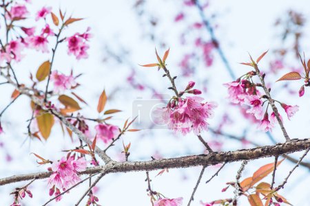 Cherry Blossum Park à Chiangmai Province, Thaïlande