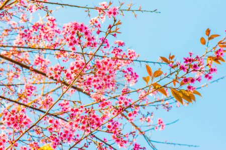 Fleurs de cerisier à Chiangmai Province, Thaïlande