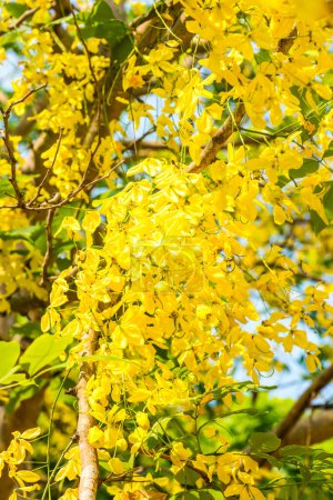 Golden Shower Flowers on Tree, Thailand