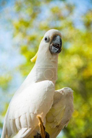 Photo for Portrait of Yellow-crested Cockatoo, Thailand - Royalty Free Image
