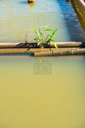 Bambú en el lago Kwan Phayao, provincia de Phayao.