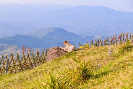 A dog and Doi Chang Mup Viewpoint at Chiang Rai Province, Thailand.
