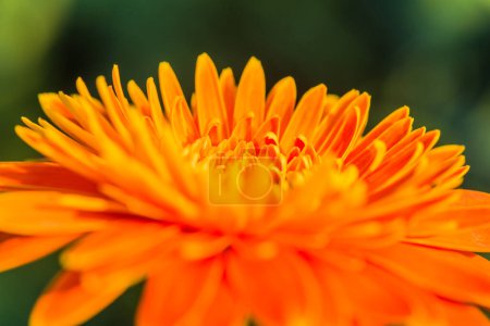 Close up of Gerbera flower in the garden, Thailand.
