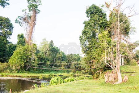 Photo for Rope bridge in national park, Thailand - Royalty Free Image