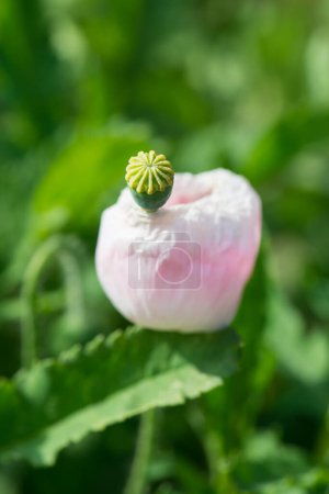 Close up of young poppy flower, Thailand