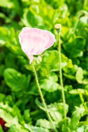 Close up of Opium poppy flower, Thailand