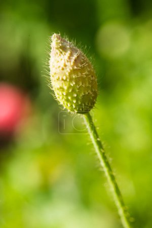 Close up of young poppy flower, Thailand