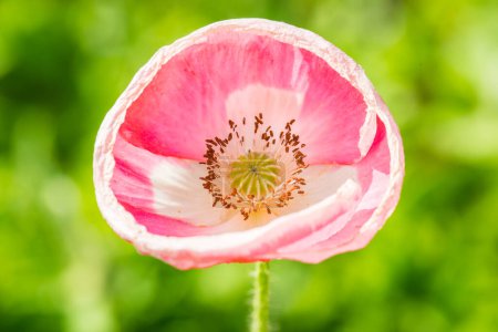 Close up of opium poppy flower, Thailand