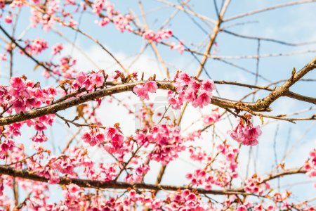 Close Up of Cherry Blossum at Chiangmai Province, Thailand