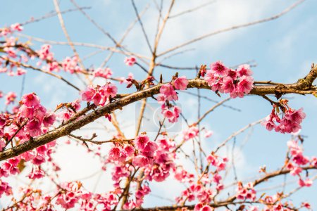 Close Up of Cherry Blossum at Chiangmai Province, Thailand