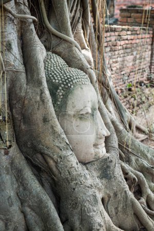 Head of buddha in root at Ayuthaya province, Thailand