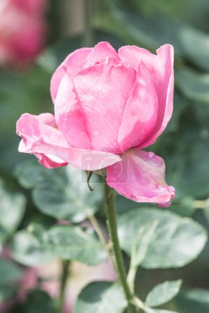Yves Piaget Rose or Pink Rose in Garden, Thailand.