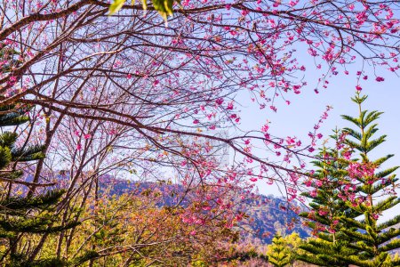 Cherry Blossum Park at Chiangmai Province, Thailand