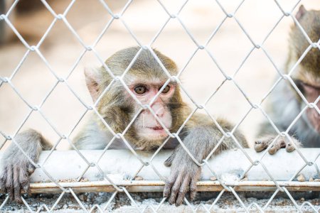 Pigtail Macaque monkey in cage for conservation