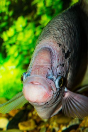 Giant gourami fish, Thailand