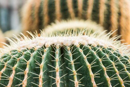 Close Up of Golden Barrel Cactus or Echinocactus grusonii Hildm. en Tailandia