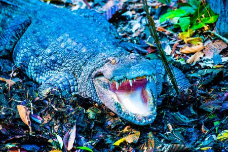 Freshwater Crocodile or Siamese Crocodile, Thailand