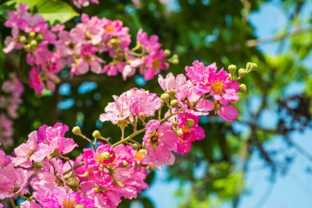 Lagerstroemia flowers with green leaves background, Thailand