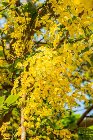 Golden Shower Flowers on Tree, Thailand
