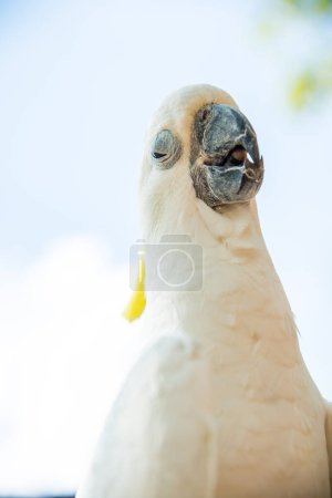 Portrait of Yellow-crested Cockatoo, Thailand