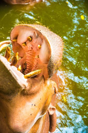 Hippopotamus in the water, Thailand.