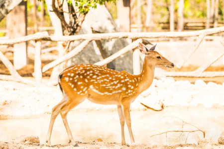 Portrait of Spotted Deer, Thailand