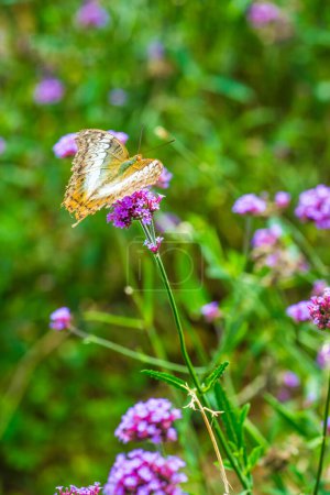 Verbena flowers with butterfly in Thai, Thailand.