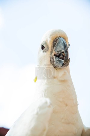 Portrait of Yellow-crested Cockatoo, Thailand