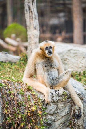 Portrait of White Handed Gibbon, Thailand