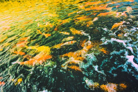 Group of colorful koi fish in the clear and clean water at Nakhon Sawan Province, Thailand.
