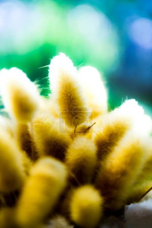 Dry bunny tails grass for decoration