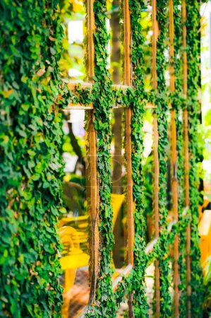 Téléchargez les photos : Ficus Pumila sur un cadre en bois dans un jardin ombragé. - en image libre de droit