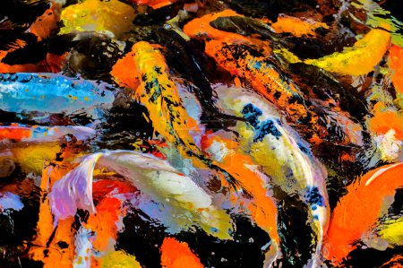 Coloridos peces koi en el agua clara y limpia. Grupo de peces koi coloridos en un estanque de peces.