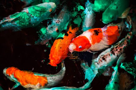 Coloridos peces koi en el agua clara y limpia. Grupo de peces koi coloridos en un estanque de peces.