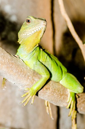 Photo for Green water dragon or Physignathus cocincinus on tree branch. Thailand - Royalty Free Image