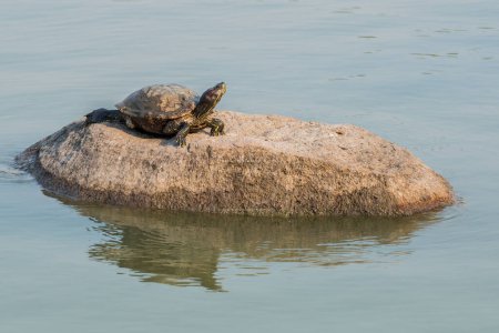 Turtle on rock in lake, Thailand