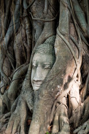 Tête de bouddha à la racine dans la province d'Ayuthaya, Thaïlande