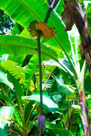 Thep Phanom banana in the nature, Thailand.