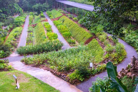 Park in Queen Sirikit Botanic Garden, Thauland.