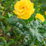 Queen Sirikit Rose or Yellow and Pink Rose in Garden, Thailand.