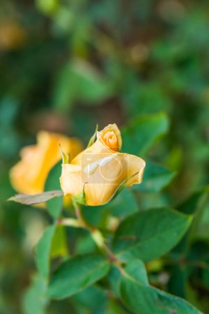 Bhubing 4 Rose or Yellow and Pink Rose in Garden, Thailand.